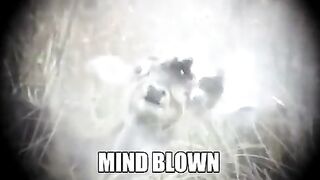 Deer has a once in a lifetime mind blowing experience (NSFW) (NSFL) (gore)