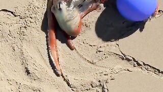 Octopus playing with a ball