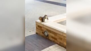 Happy squirrel happy life <3