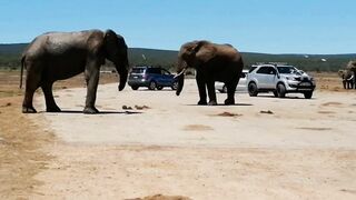 Weekend At Addo Elephant Park (Part 2)