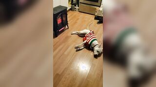 Heater + sweater = zen puppy