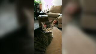 Cat vs Angry Filter