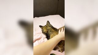 More videos of my Pussy....Cat ????????????????????????