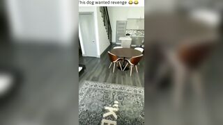 The dog wanted revenge